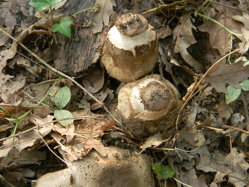 Agaricus molleri - Fotograf.il.9.08.2011.sotto Quercia