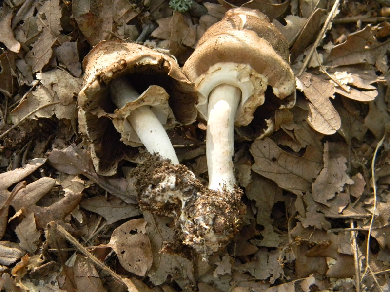 Agaricus molleri - Fotograf.il.9.08.2011.sotto Quercia