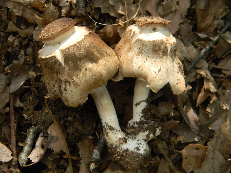 Agaricus molleri - Fotograf.il.9.08.2011.sotto Quercia