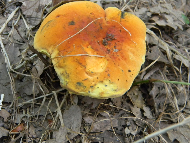 Fotografati il 9.08.2011.bosco di Quercia