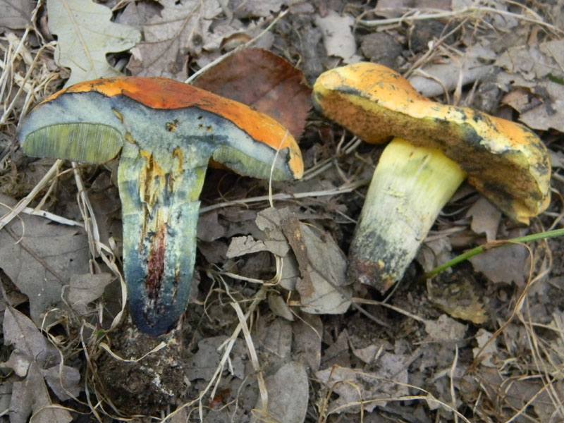 Fotografati il 9.08.2011.bosco di Quercia