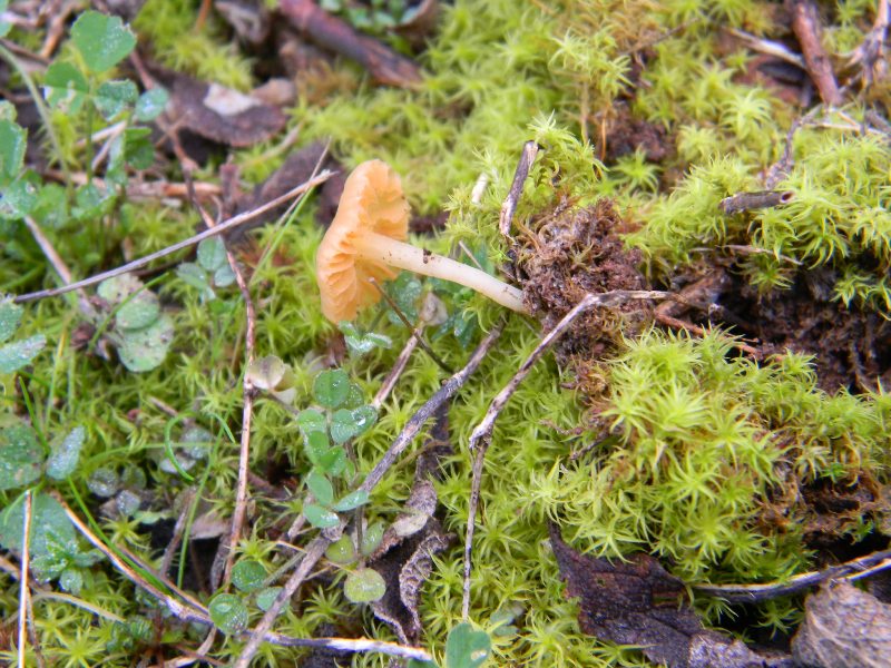 2)Ritrovamenti di gennaio sotto aghifoglia e latifoglia