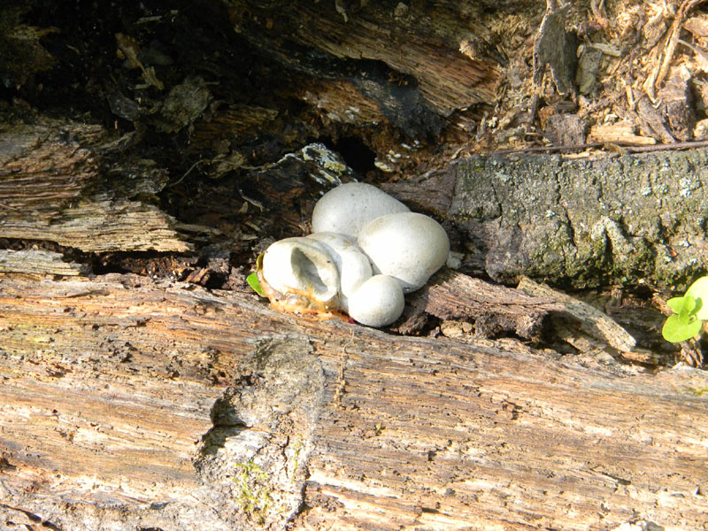 Fotografato il 9.08.2011.bosco di Quercia