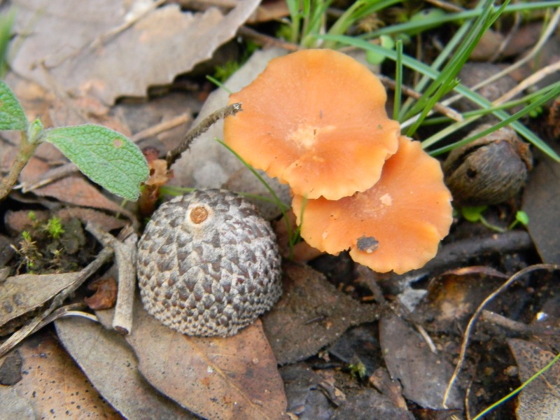 2)Ritrovamenti di gennaio sotto aghifoglia e latifoglia