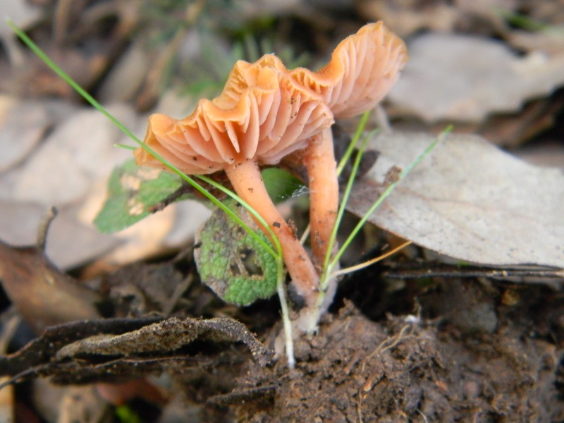2)Ritrovamenti di gennaio sotto aghifoglia e latifoglia
