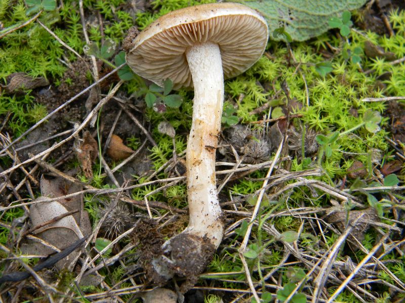 2)Ritrovamenti di gennaio sotto aghifoglia e latifoglia