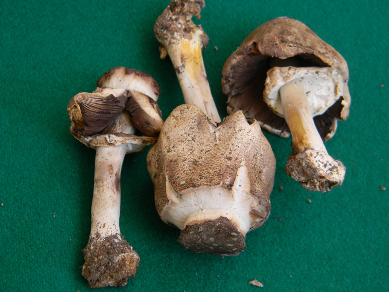 Agaricus molleri - Fotograf.il.9.08.2011.sotto Quercia