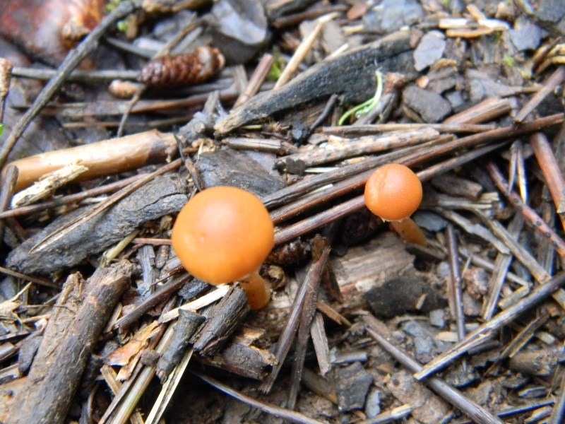 2)Ritrovamenti di gennaio sotto aghifoglia e latifoglia