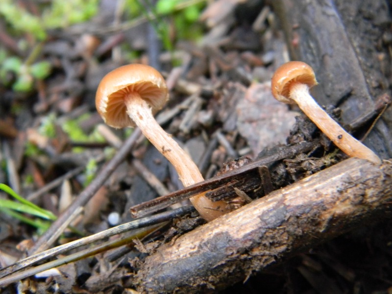 2)Ritrovamenti di gennaio sotto aghifoglia e latifoglia