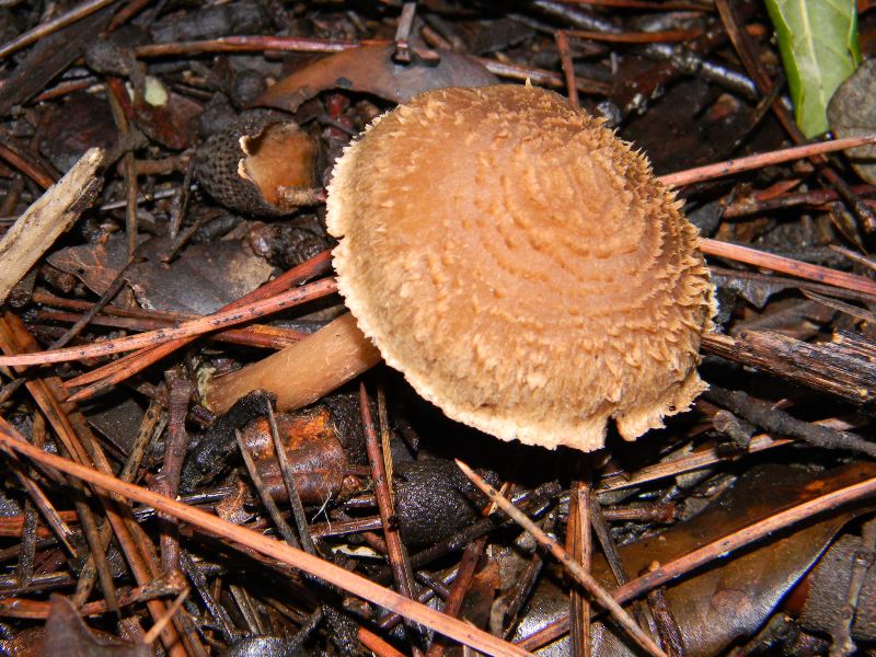 2)Ritrovamenti di gennaio sotto aghifoglia e latifoglia