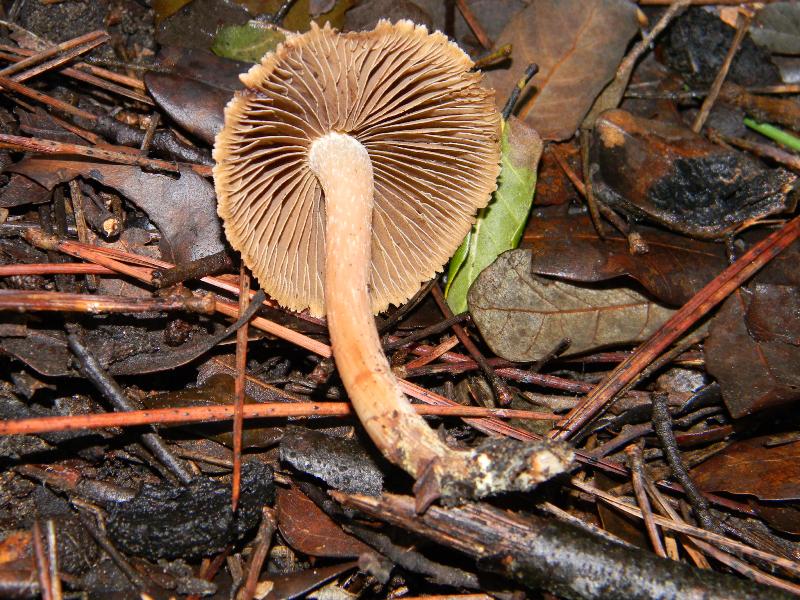 2)Ritrovamenti di gennaio sotto aghifoglia e latifoglia