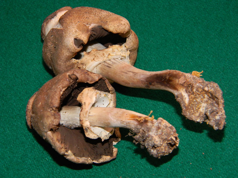 Agaricus molleri - Fotograf.il.9.08.2011.sotto Quercia