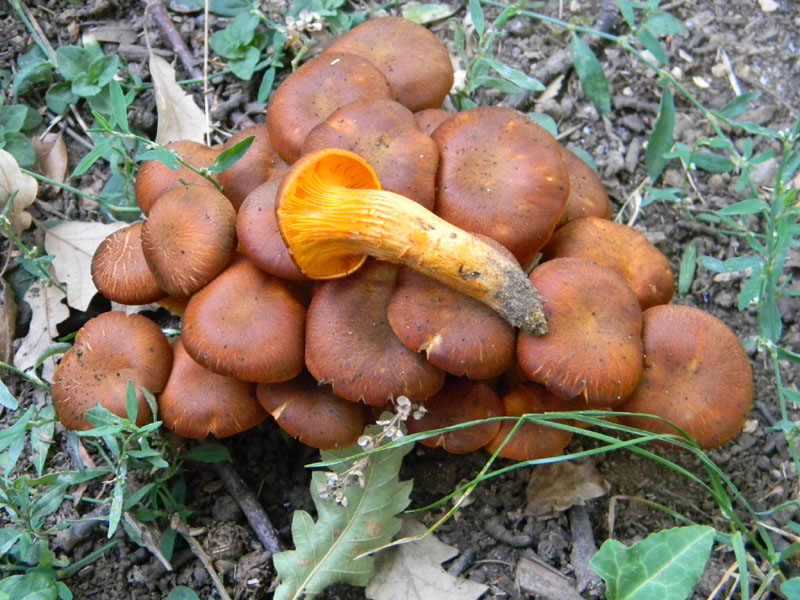 Fotografati il 12.08.2011.bosco di Quercia.