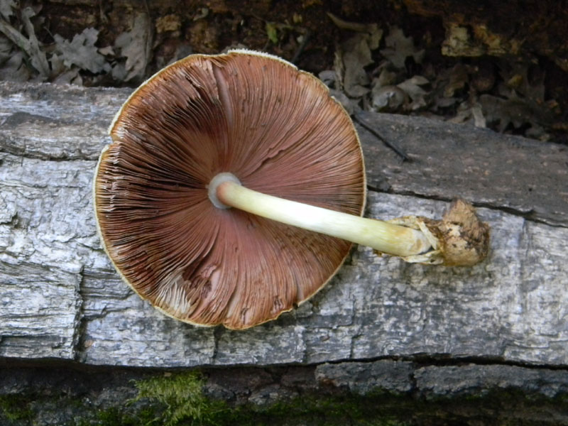 Fotografati il 12.08.2011.bosco di Quercia.