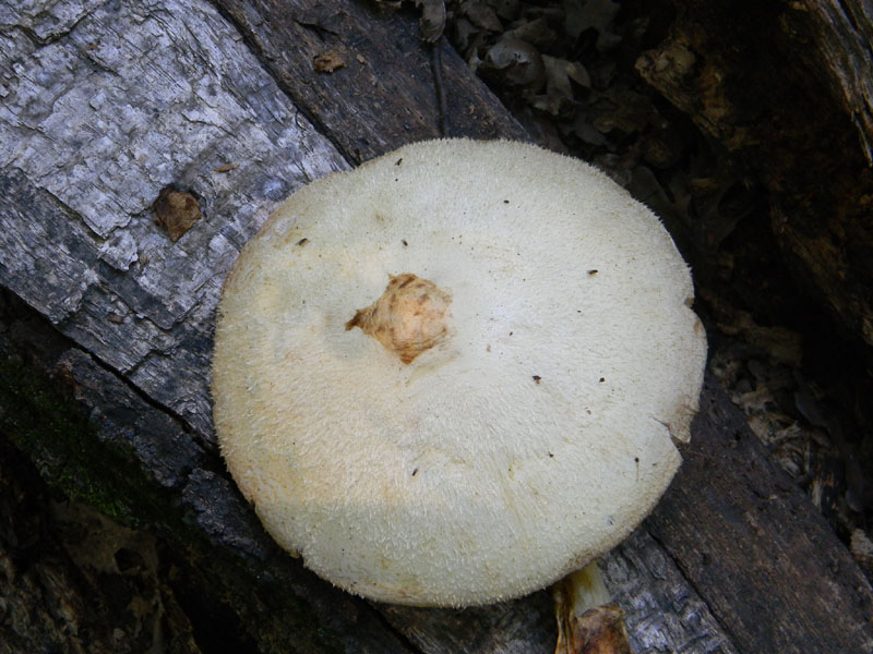 Fotografati il 12.08.2011.bosco di Quercia.