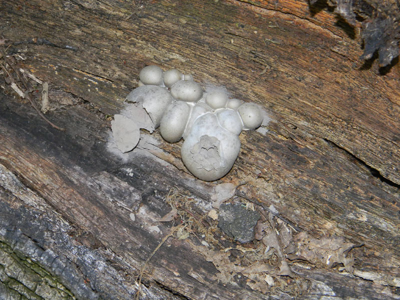 Fotografati il 12.08.2011.bosco di Quercia.