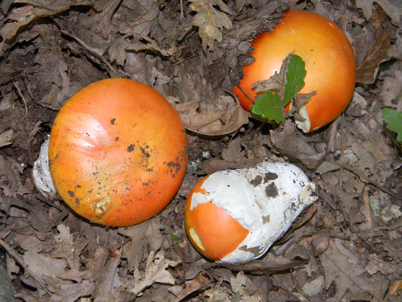 Fotografati il 12.08.2011.bosco di Quercia 2�gruppo