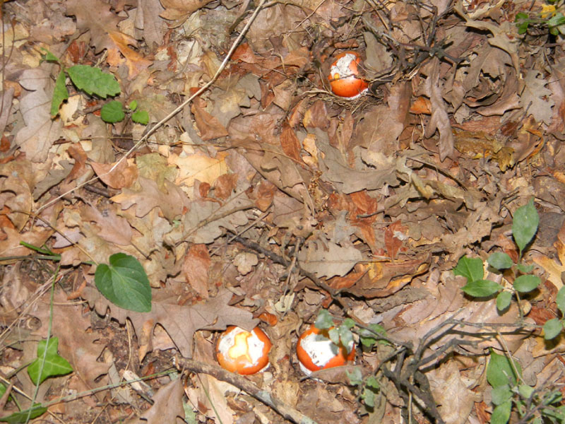 Fotografati il 12.08.2011.bosco di Quercia 2�gruppo