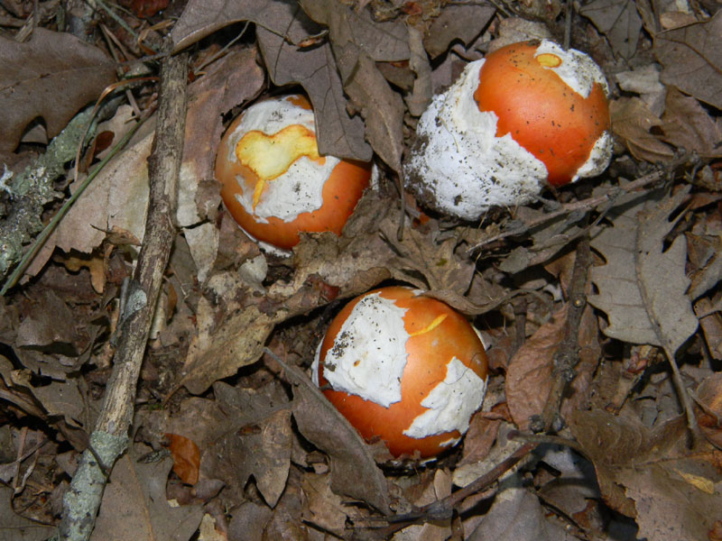 Fotografati il 12.08.2011.bosco di Quercia 2�gruppo