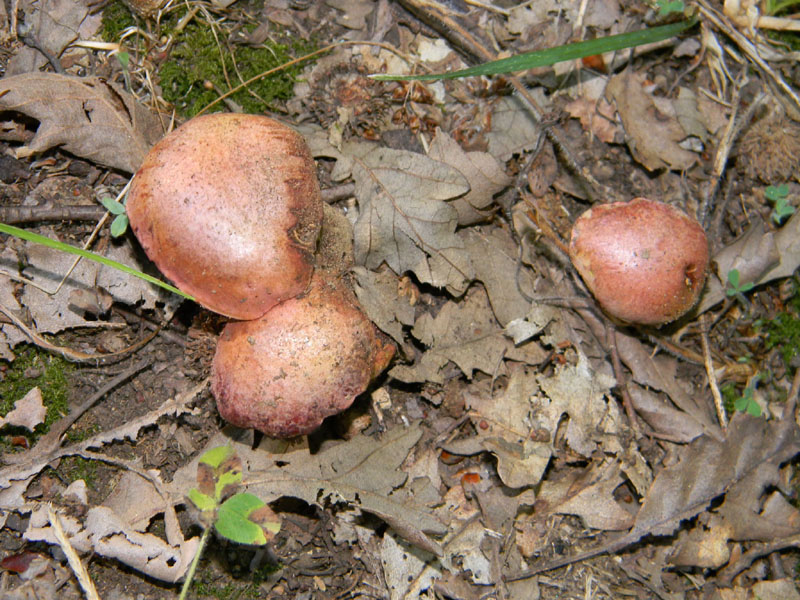 Fotografati il 12.08.2011.bosco di Quercia 2�gruppo