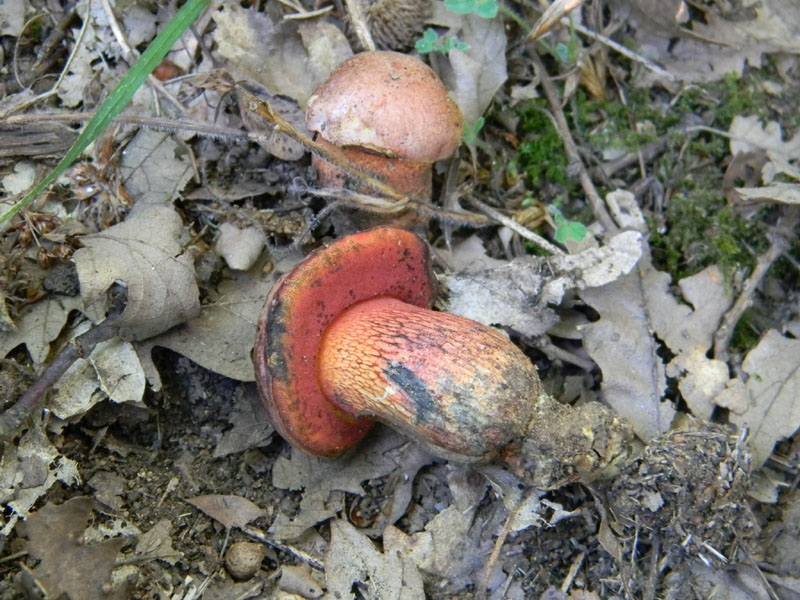 Fotografati il 12.08.2011.bosco di Quercia 2�gruppo
