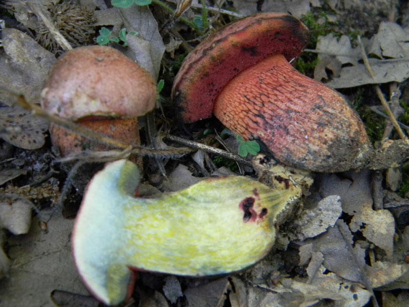 Fotografati il 12.08.2011.bosco di Quercia 2�gruppo