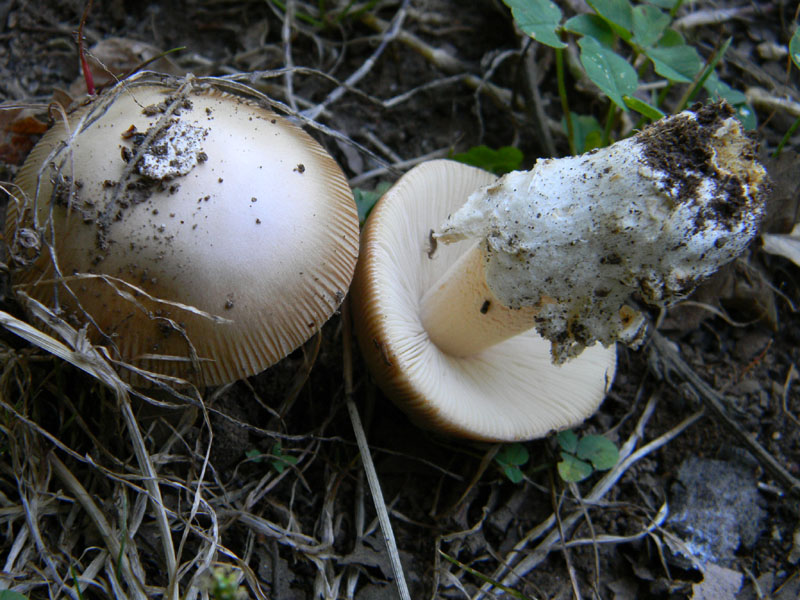 Fotografati il 12.08.2011.bosco di Quercia 2�gruppo