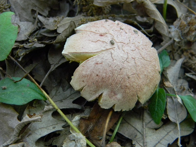 Fotografati il 12.08.2011.bosco di Quercia 2�gruppo