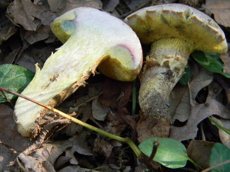 Fotografati il 12.08.2011.bosco di Quercia 2�gruppo