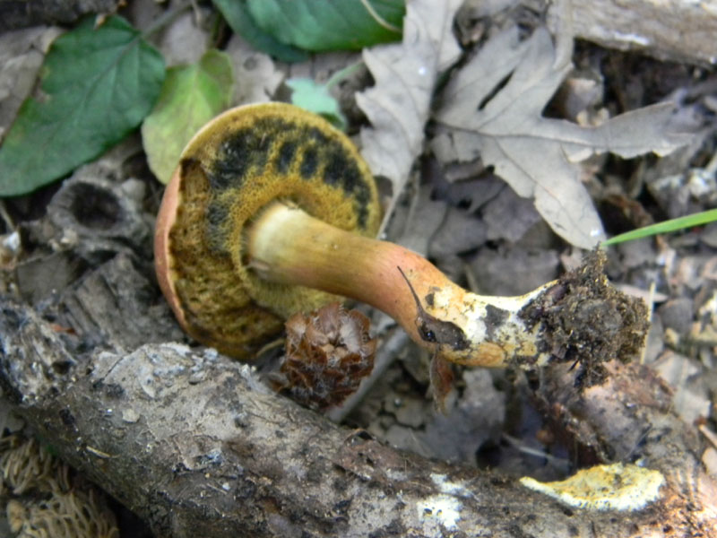 Fotografati il 12.08.2011.bosco di Quercia 2�gruppo