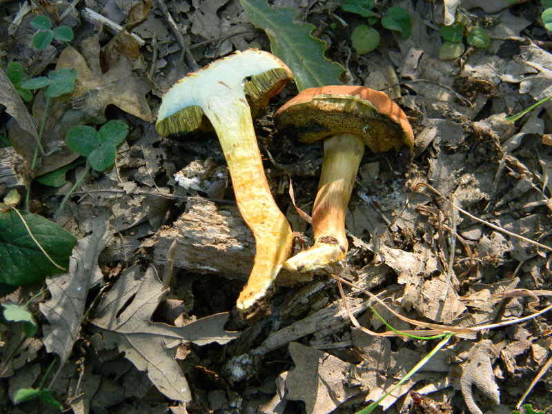Fotografati il 12.08.2011.bosco di Quercia 2�gruppo