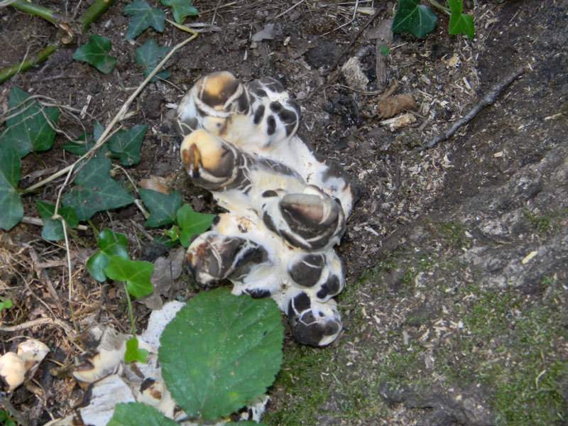 Fotografati il 12.08.2011.bosco di Quercia.
