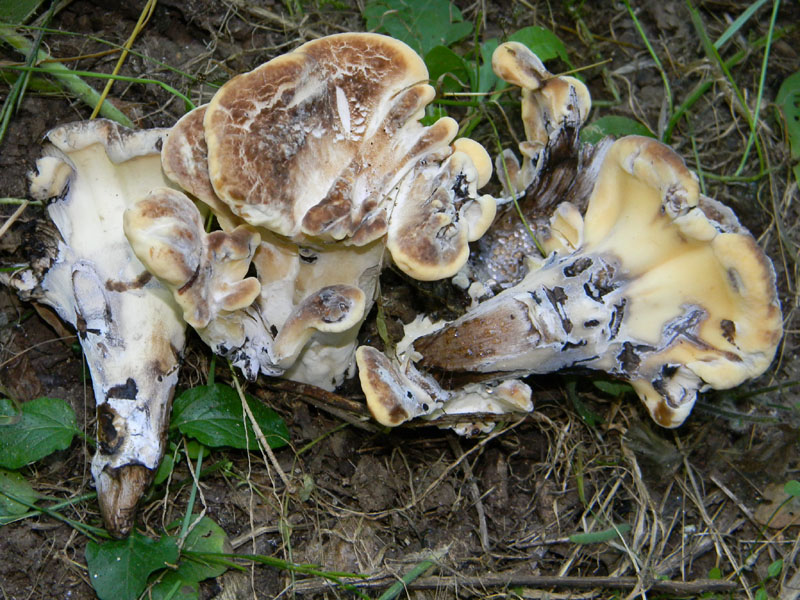 Fotografati il 12.08.2011.bosco di Quercia.