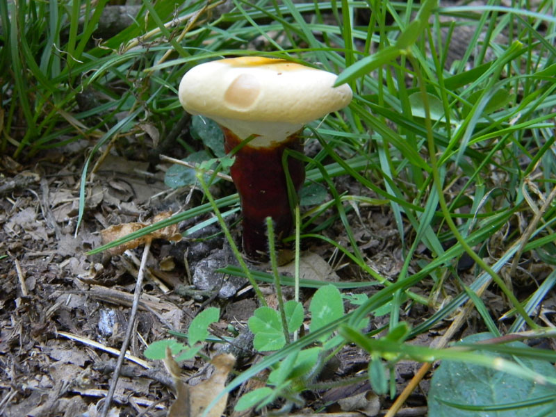 Fotografati il 12.08.2011.bosco di Quercia.