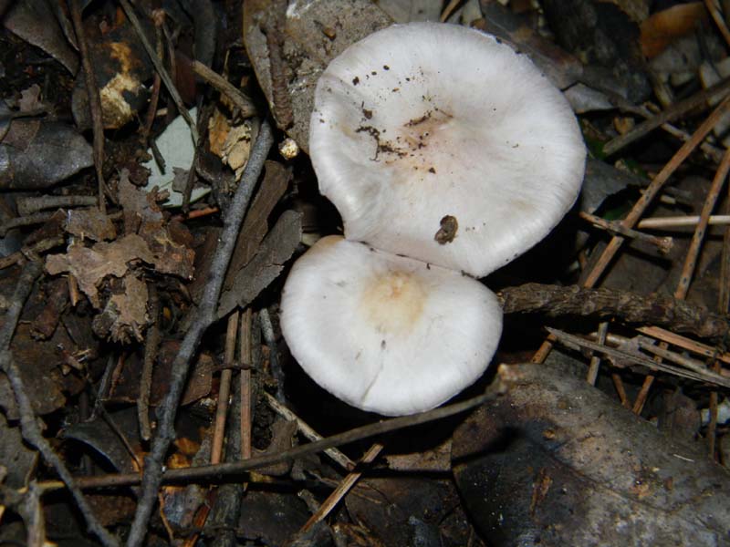 Altro ritrovamento del 4.2.2011.(Cortinarius)