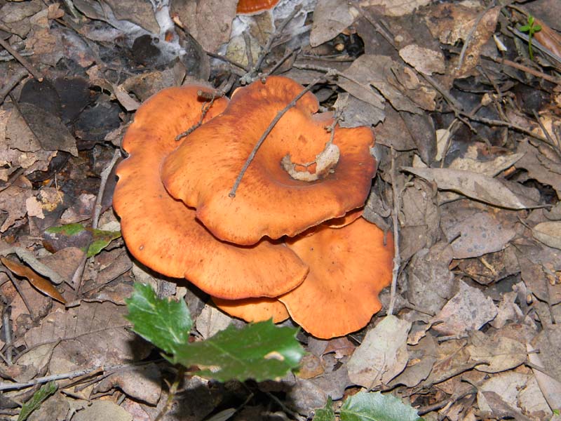 Lepista fotog.il 4.02.2011. sotto latifoglia