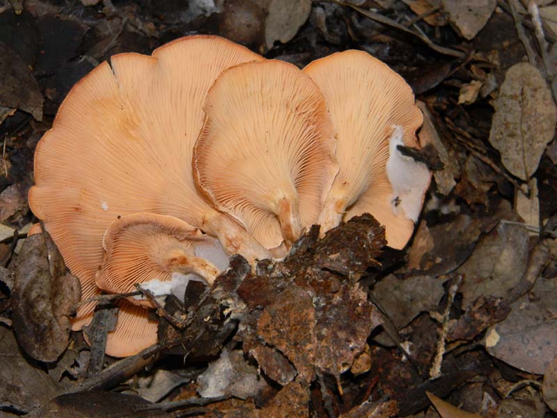 Lepista fotog.il 4.02.2011. sotto latifoglia