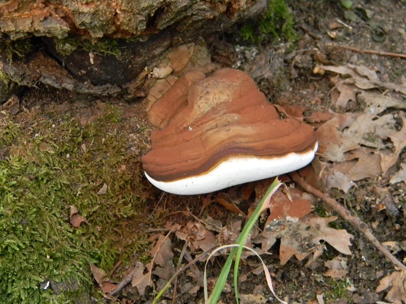 ..Fotografato il 6.3.2011. sotto Quercia