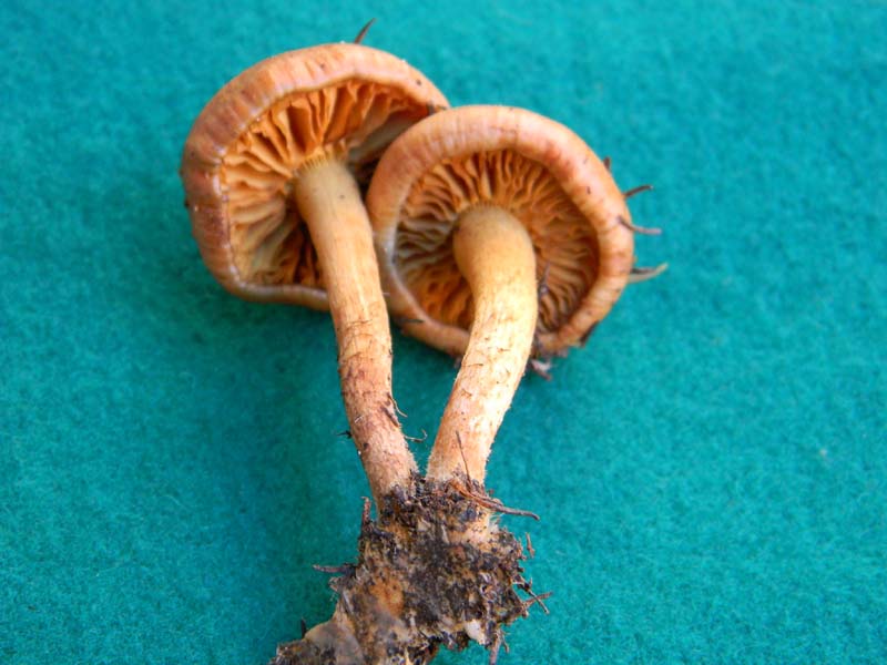 Pholiota fotog.il 4.02.2011. sotto aghifoglia