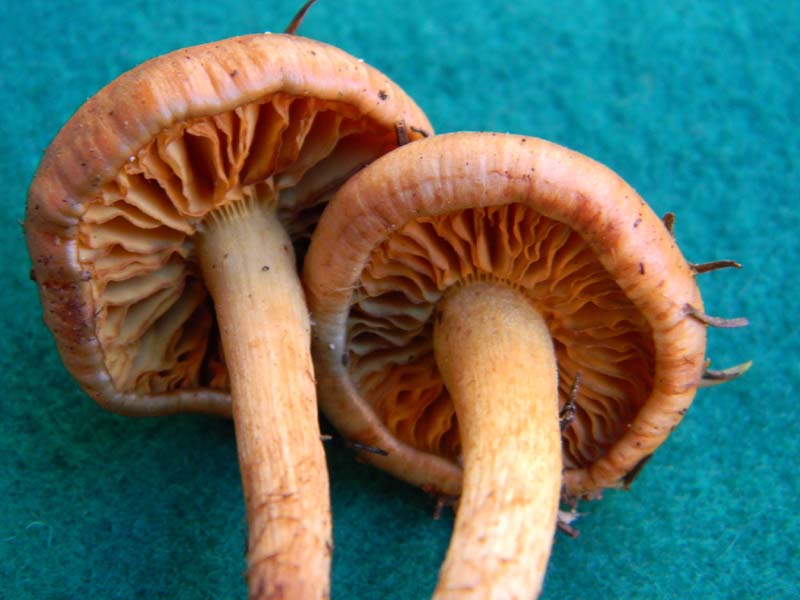 Pholiota fotog.il 4.02.2011. sotto aghifoglia