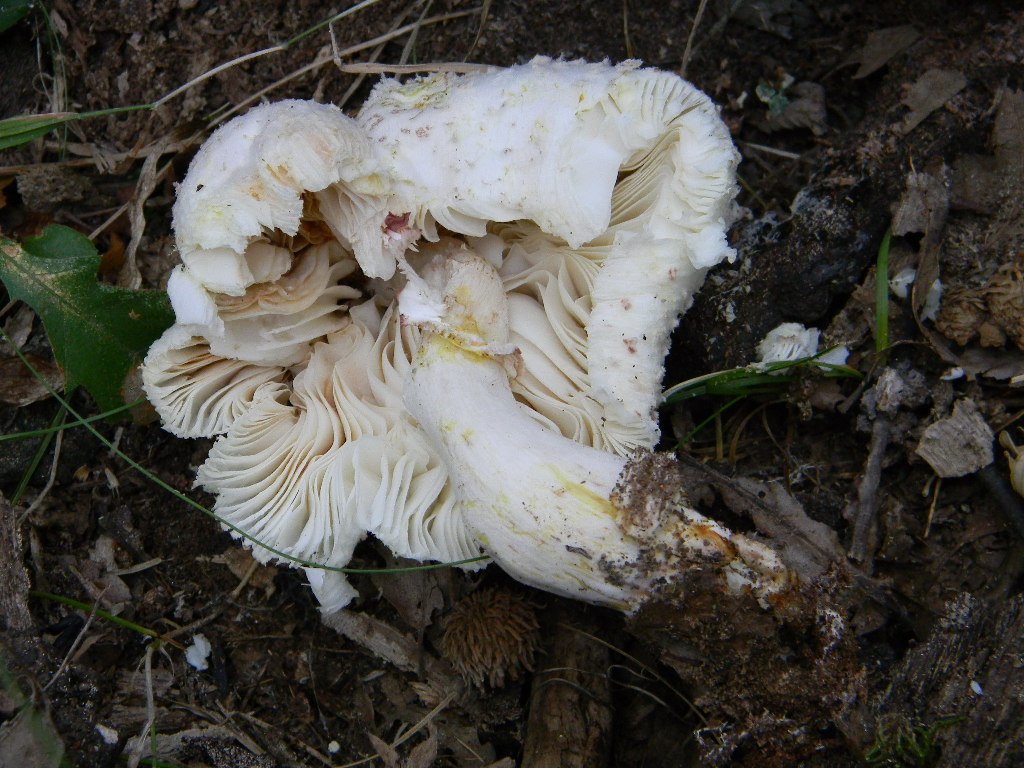 Escursine del 13.09.2011.bosco di Quercia (secco)