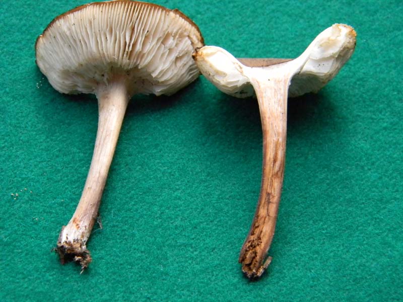 Ritrovamento 11.02.2011.litorale marino