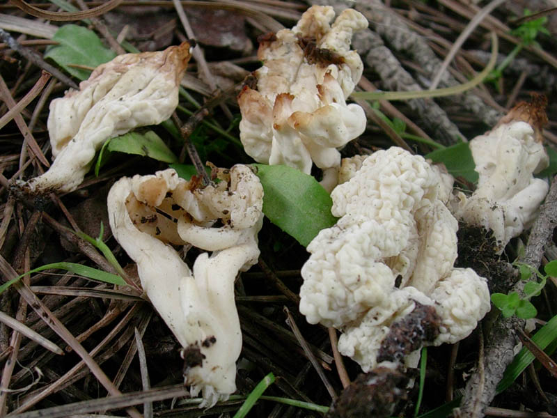 Clavulina fotog. in pineta marina
