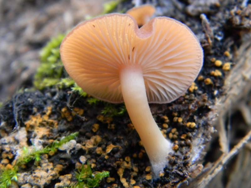 Ritrovamenti sopra tronco morto di Quercia -