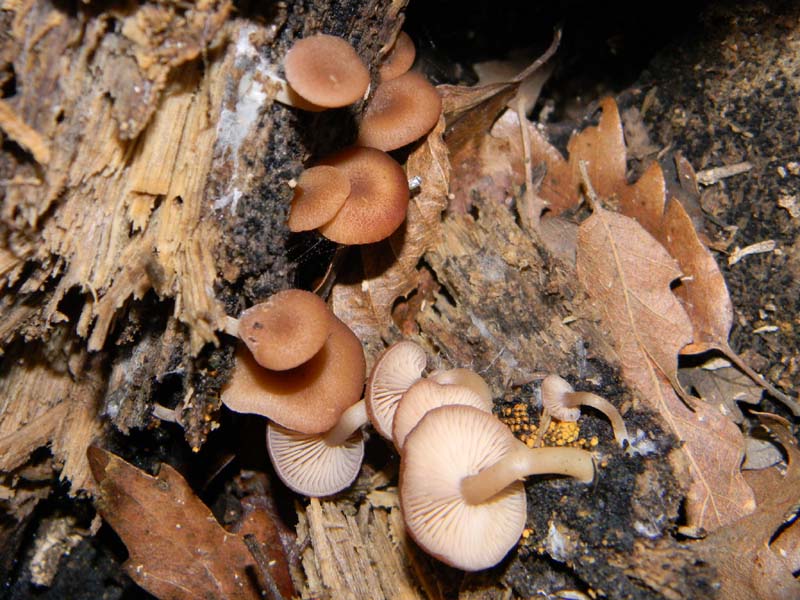 Ritrovamenti sopra tronco morto di Quercia -