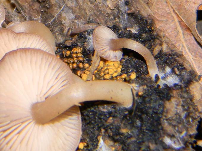 Ritrovamenti sopra tronco morto di Quercia -