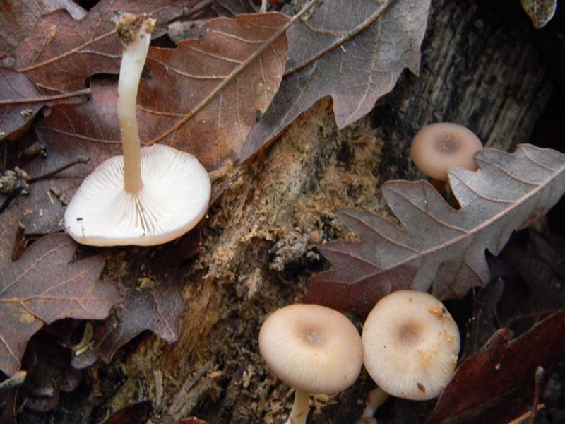 Ritrovamenti sopra tronco morto di Quercia -