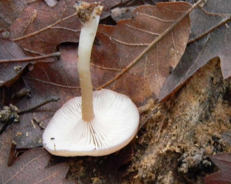 Ritrovamenti sopra tronco morto di Quercia -