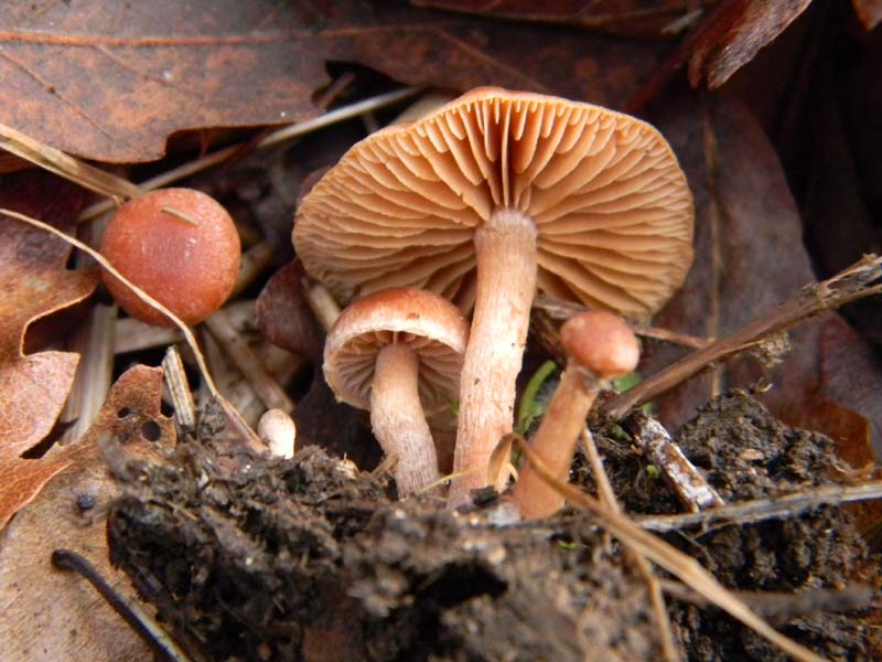 Altro ritrovamento del 18.02.2011.sotto latifoglia