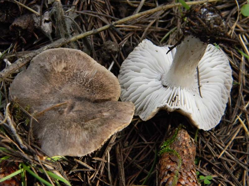 Tre funghetti da determinare fotog.il18.02.2011.